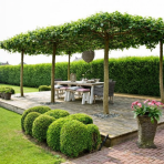 Ambrovník styraxový (Liquidambar styraciflua)  - výška 200-250 cm, kont. C45L, obvod kmeňa 12/14 cm - STRECHA